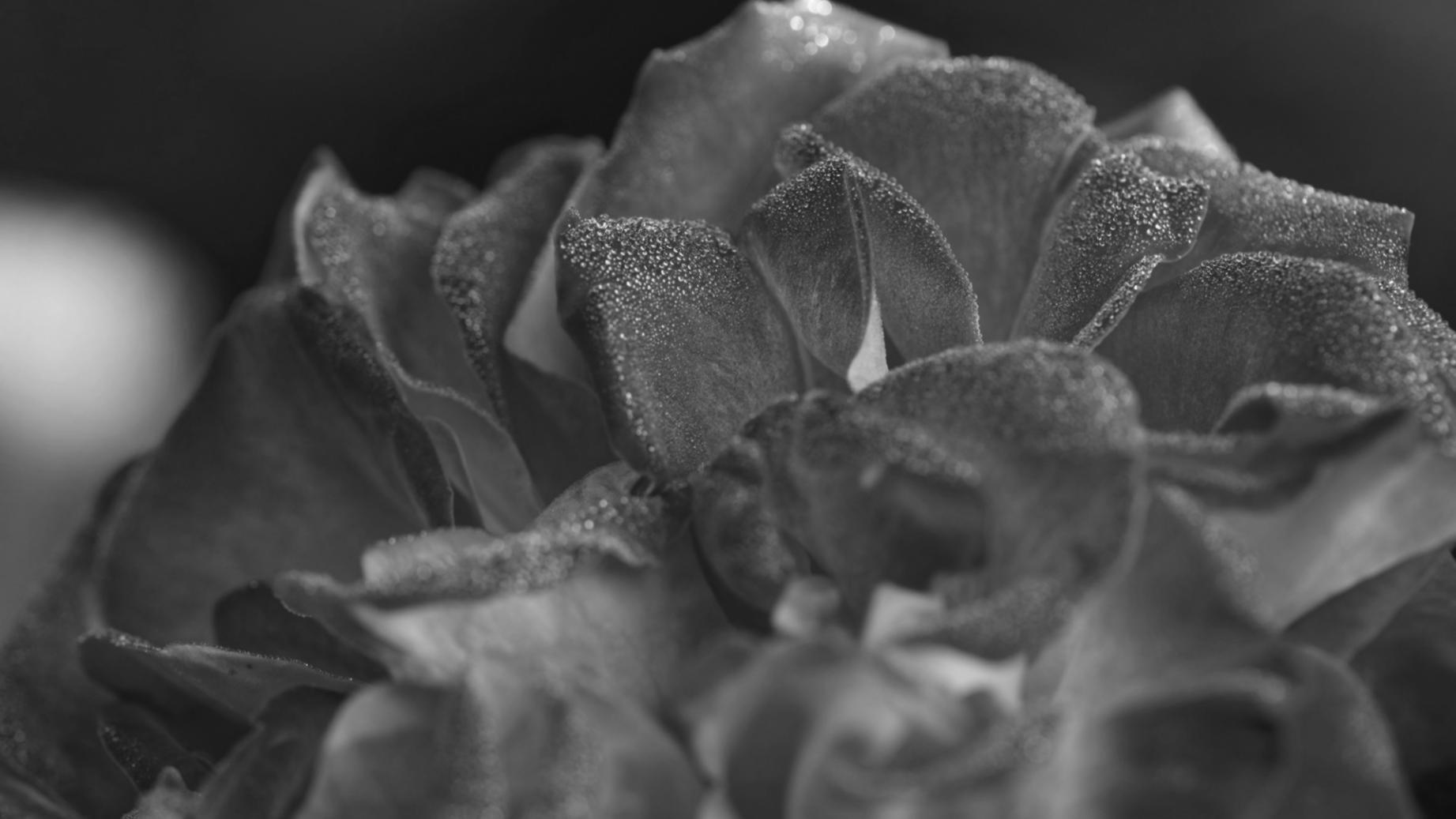 Інструменти та матеріали для флористики