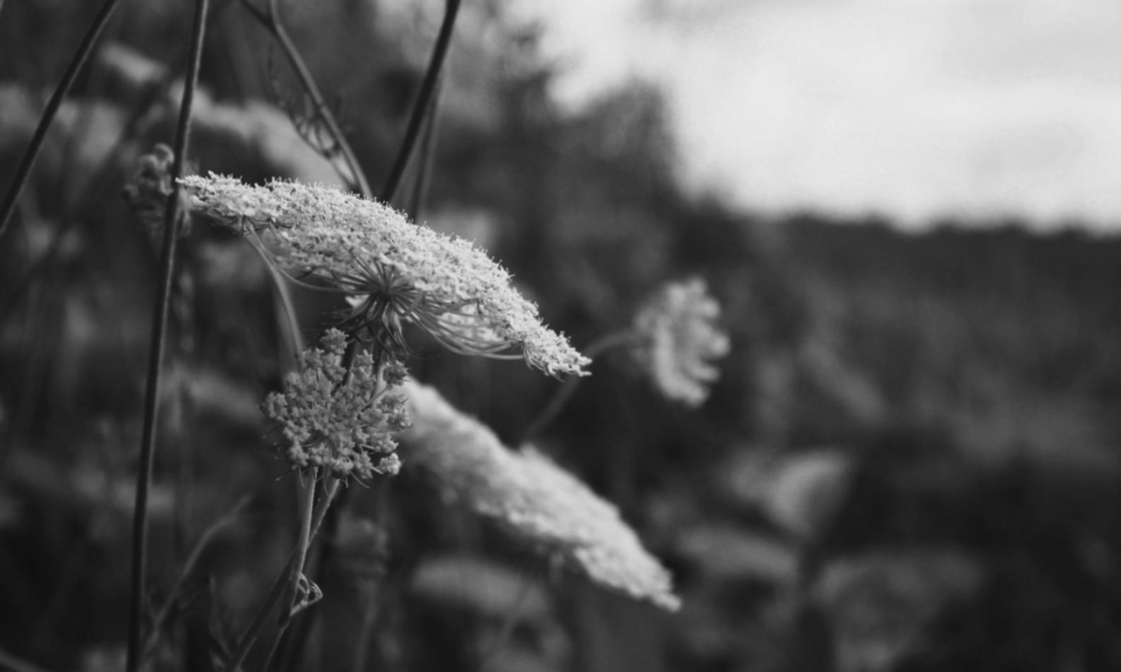 Флористична композиція в процесі створення